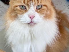 -喵园·猫主题咖啡厅·撸猫·猫咖(国贸店)