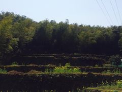 -宁波浙东大竹海景区