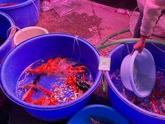 -中环花鸟鱼虫市场