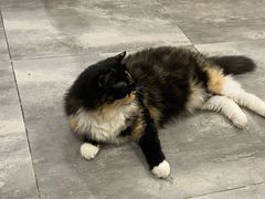 -楼上猫咖(罗湖店)