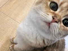 -Let's go狗咖·猫咖·奶狗·桌游(春熙路IFS店)