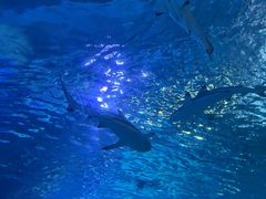 -太平洋海底世界