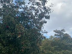 -上海滨江森林公园