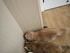 -唐小姐の私宠·宠物洗护美容·撸猫馆·购宠(周浦万达旗舰店)