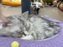 -COLOR PETS 撸猫馆·购猫·猫咖(长风大悦城店)