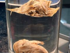 -美国自然历史博物馆