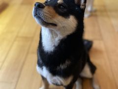 -喜柴咖啡·柴犬狗咖