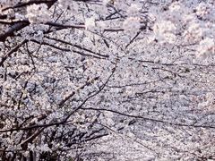-高东镇樱花园