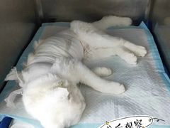 -康乐宝动物医院