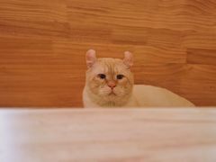 -猫腻·猫咖·撸猫馆(星光大道店)
