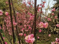 -铁山坪森林公园