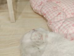 -momokira米努特·德文卷毛猫·棉花面纱犬