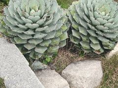 -胡里山炮台
