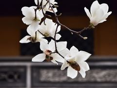 -龙华寺