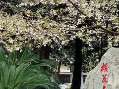 -武汉大学-樱园