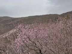 -香山公园