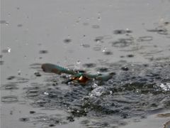 -重庆彩云湖湿地公园
