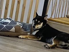 -柴迷FANS CLUB·柴犬狗咖·猫咖