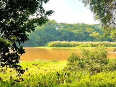 -南宁良凤江国家森林公园