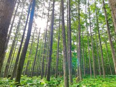 -洛阳白云山景区