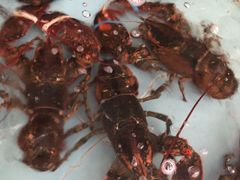 -团圆食府(新东路店)