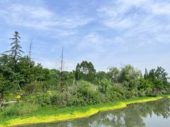 -桤木河湿地公园