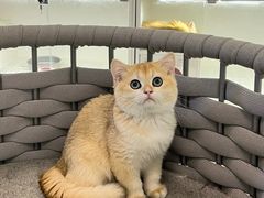 -lincat·猫舍(广州店)