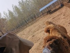 -秦皇岛野生动物园