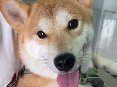 -瑞派福兴宠物医院犬猫全科·骨科·中西医结合(河东店)