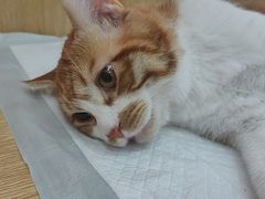 -瑞派长江宠物医院·猫科·外科·24小时夜护(谊城公寓分院)