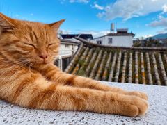 -喵屿·大理花园猫咖