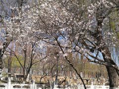 -桃花堤公园