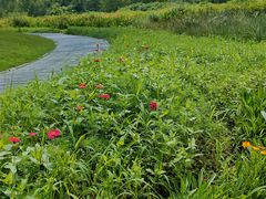 -桤木河湿地公园
