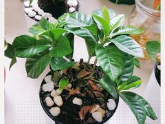 -临家闽南菜(大唐店)