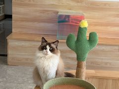 -有猫儿腻咖啡厅.猫咖