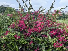 -广西壮族自治区药用植物园