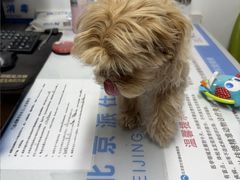 -北京派仕佳德动物医院·超导核磁·CT·神经科·骨科·内外科·急重症管理中心