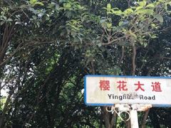 -武汉大学-樱园
