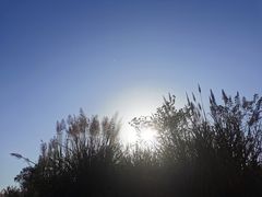 -桤木河湿地公园