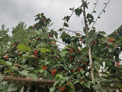 -三圣花乡旅游区