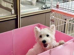 -翊宠yipet猫狗购宠庄园犬舍•猫舍