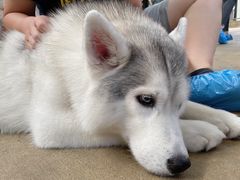 -TrueLove @ Neverland (Husky Cafe)