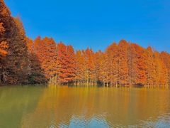 -上海海湾国家森林公园