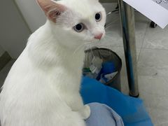 -中农国际动物医院24小时·猫科·骨科·急重症中心