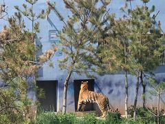 -青藏高原野生动物园
