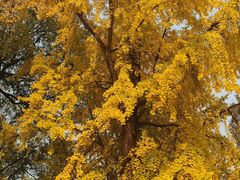 -四川大学(望江校区)