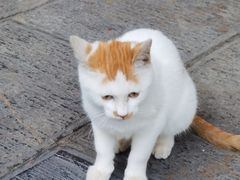 -鸡鸣赐茶(鸡鸣寺路店)