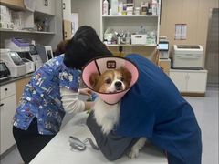 -康成宠物医院24H·CT·核磁共振