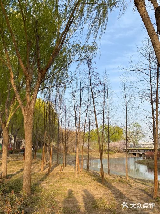 北龙湖湿地公园图片
