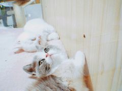 -屋虎猫馆(宝安大仟里店)